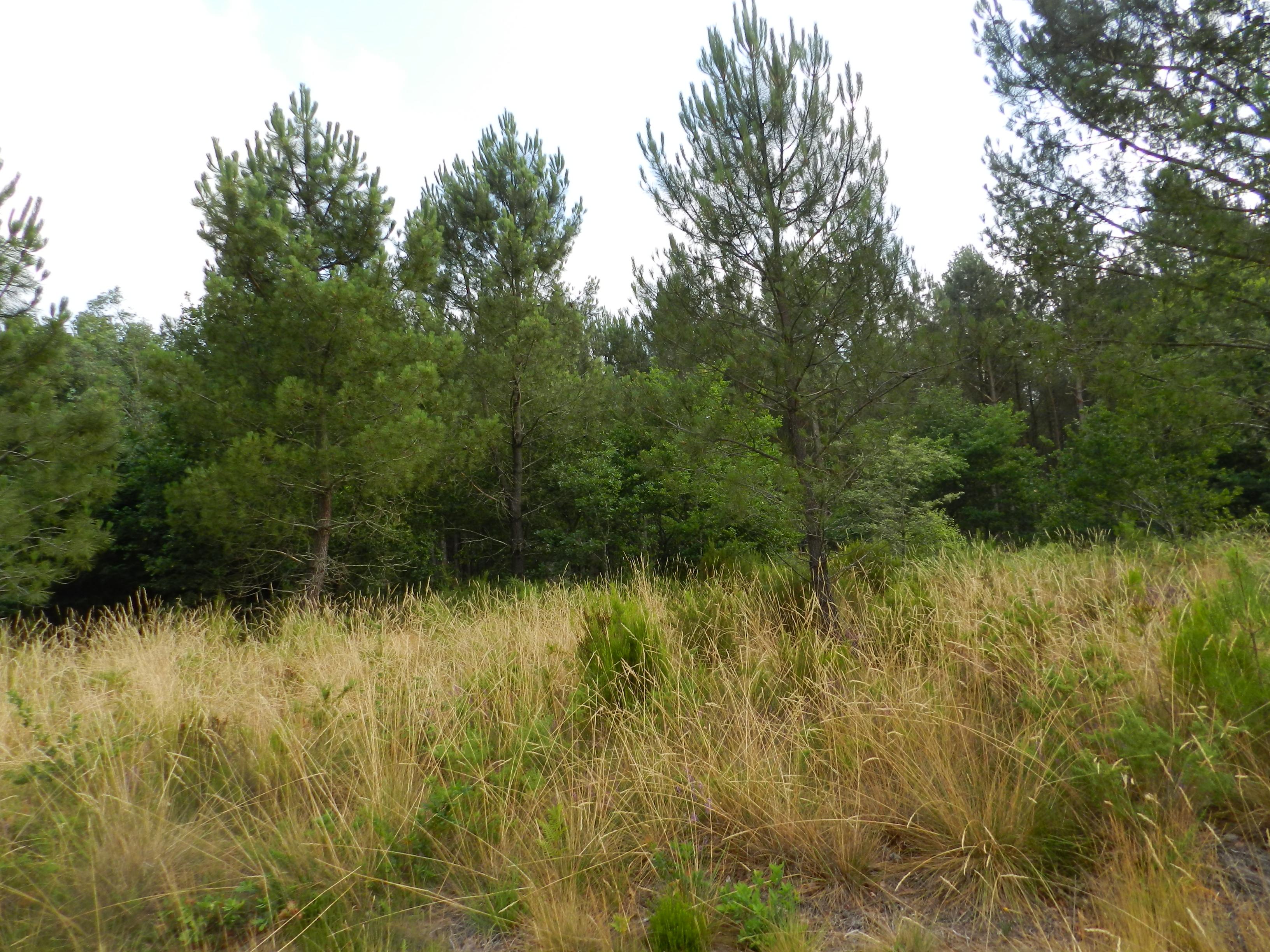 Terrain à Estigarde (40240) - Estigarde · 28 000 €