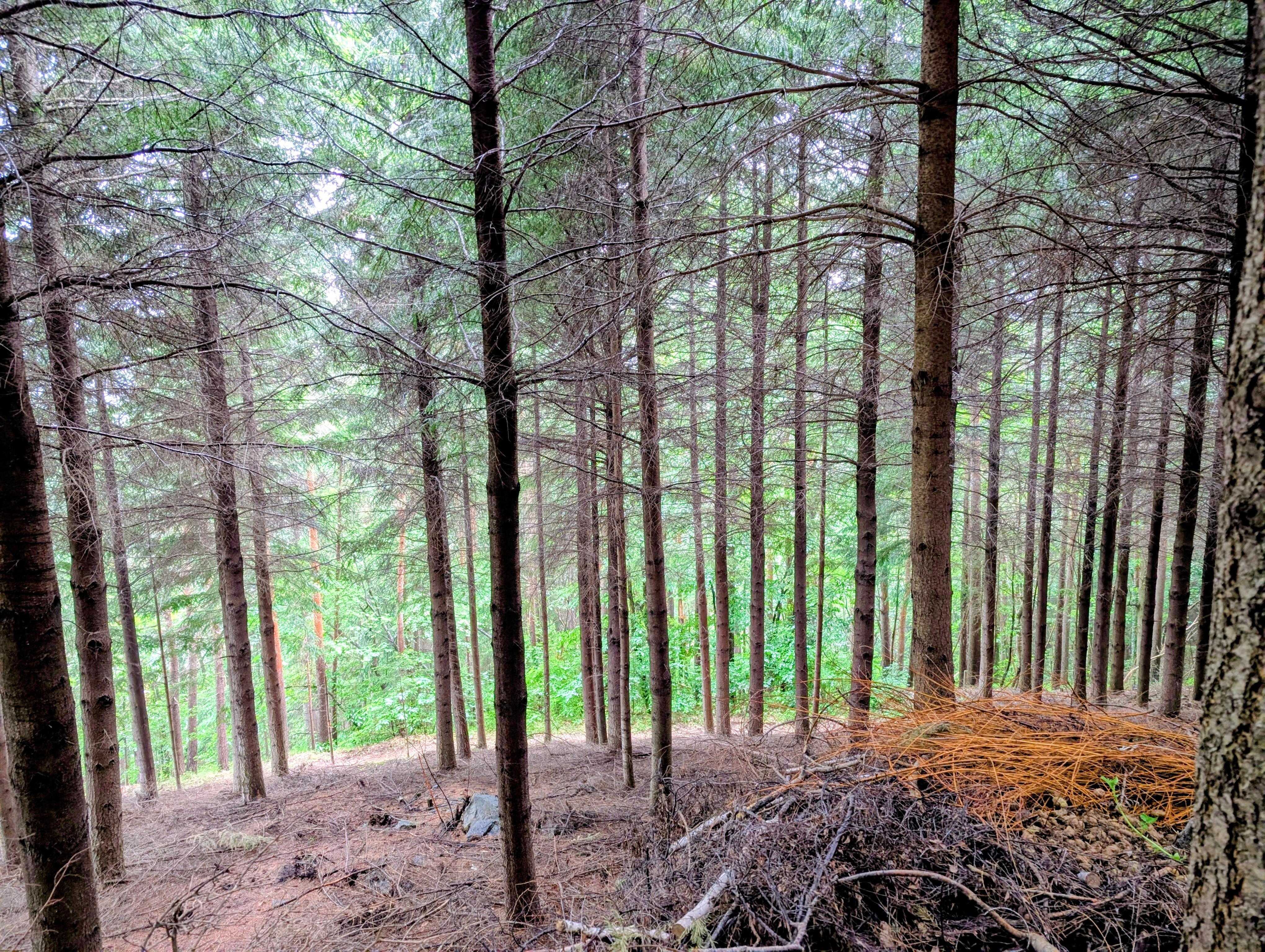 Terrain à Belsentes (07160) - Belsentes · 12 000 €