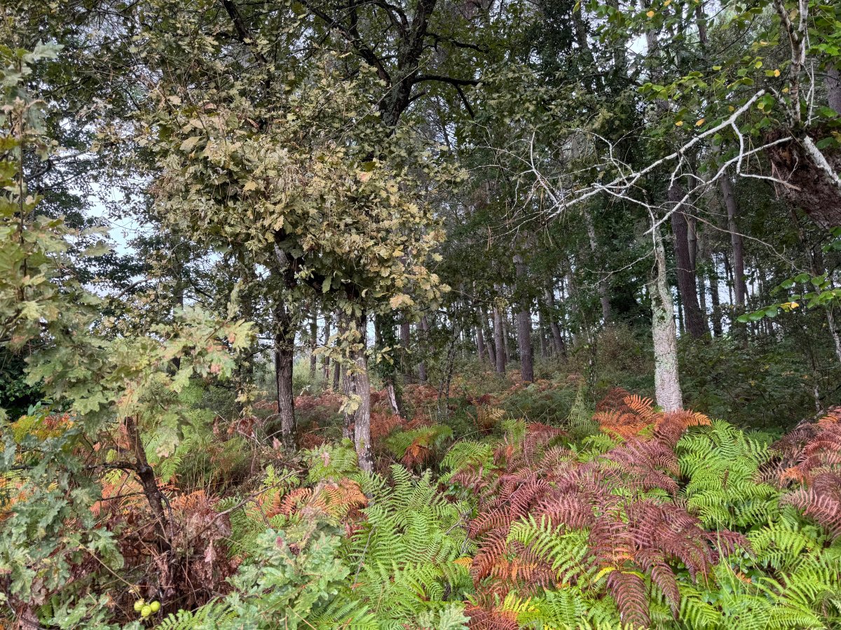 Forêt à Escalans (40310) - Escalans · 65 000 €