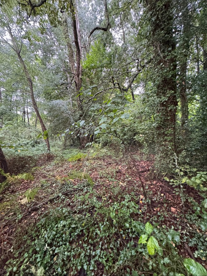 Forêt à Saint-Pé-Saint-Simon (47170) - Saint-Pé-Saint-Simon · 210 000 €
