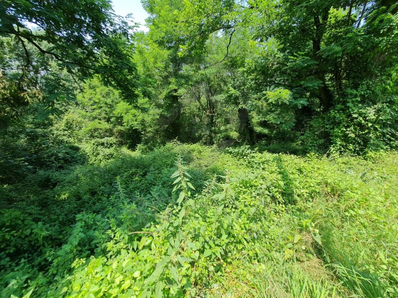 Terrain à Roquecourbe (81210) - Photo 2