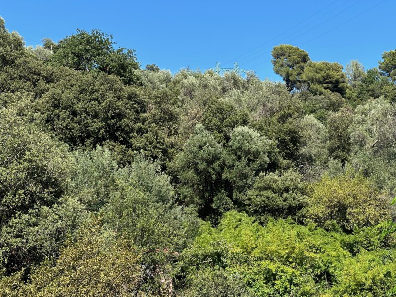 Forêt à Menton (06500)