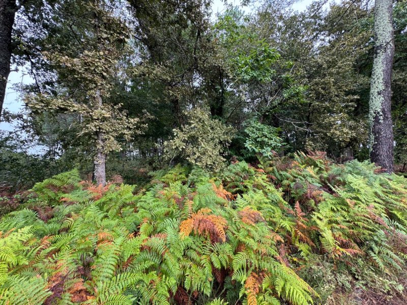 Forêt à Escalans (40310) - Photo 2