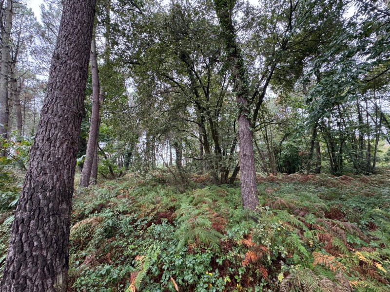 Forêt à Escalans (40310) - Photo 3