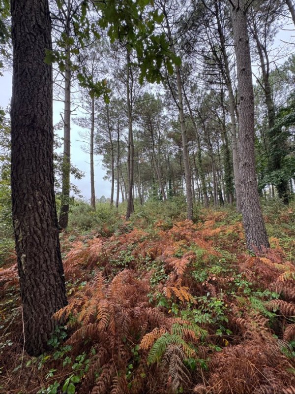 Forêt à Escalans (40310) - Photo 4
