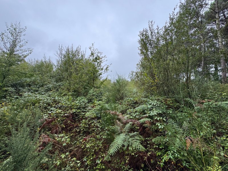 Forêt à Escalans (40310) - Photo 5