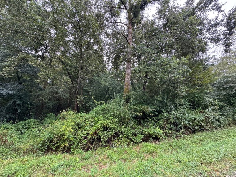 Forêt à Saint-Pé-Saint-Simon (47170) - Photo 2