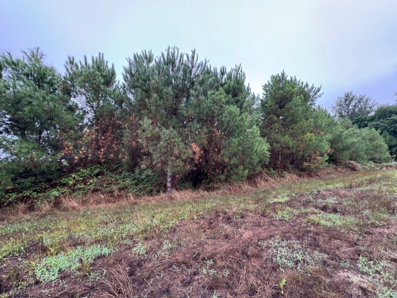 Forêt à Saint-Pé-Saint-Simon (47170) - Photo 3