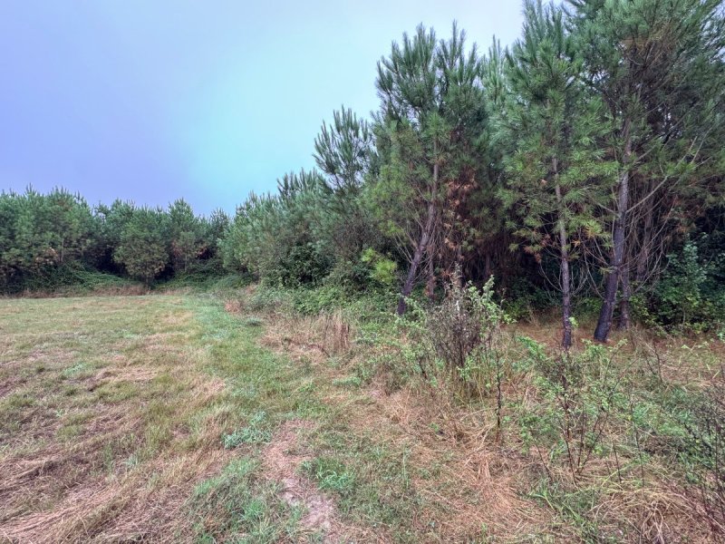 Forêt à Saint-Pé-Saint-Simon (47170) - Photo 4