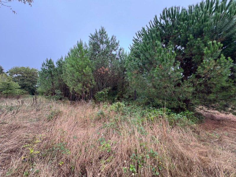 Forêt à Saint-Pé-Saint-Simon (47170) - Photo 5