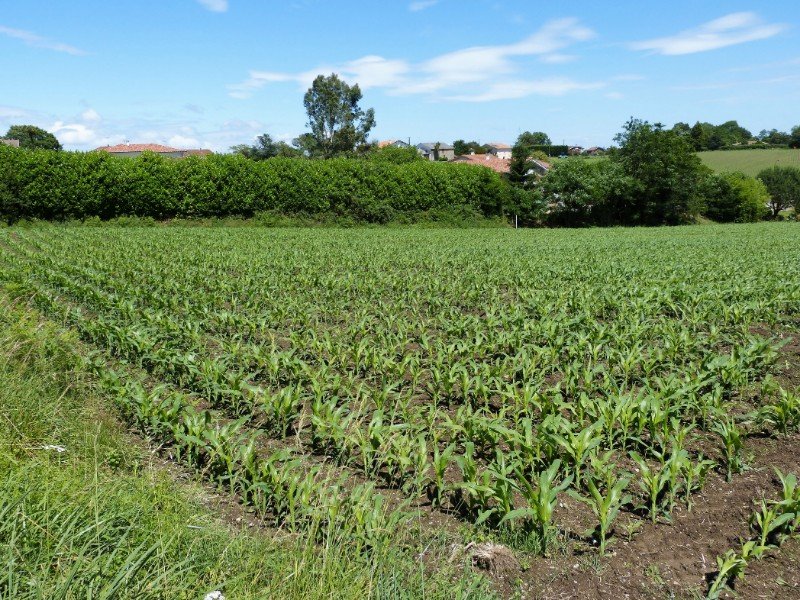 Terrain à Misson (40290)